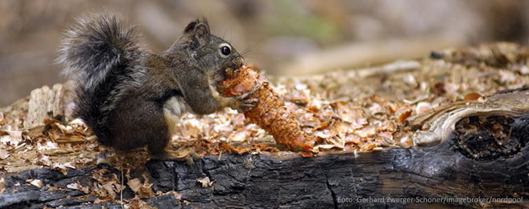 Eichhörnchen Zerspanung